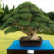 Inspiring Bonsai Tree Ideas For Your Garden 48