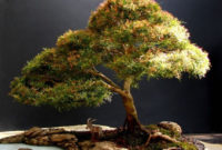 Inspiring Bonsai Tree Ideas For Your Garden 49