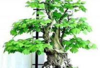 Inspiring Bonsai Tree Ideas For Your Garden 50