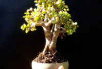 Inspiring Bonsai Tree Ideas For Your Garden 52