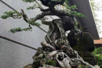 Inspiring Bonsai Tree Ideas For Your Garden 53