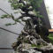 Inspiring Bonsai Tree Ideas For Your Garden 53
