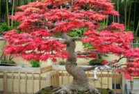 Inspiring Bonsai Tree Ideas For Your Garden 54