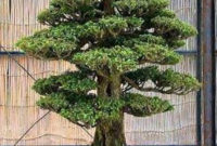 Inspiring Bonsai Tree Ideas For Your Garden 57