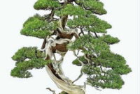 Inspiring Bonsai Tree Ideas For Your Garden 58
