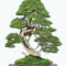 Inspiring Bonsai Tree Ideas For Your Garden 58