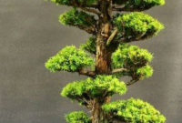 Inspiring Bonsai Tree Ideas For Your Garden 59