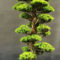 Inspiring Bonsai Tree Ideas For Your Garden 59
