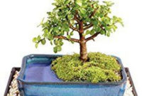 Inspiring Bonsai Tree Ideas For Your Garden 60