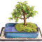 Inspiring Bonsai Tree Ideas For Your Garden 60