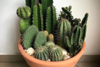 Cool Small Cactus Ideas For Home Decoration 05