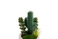 Cool Small Cactus Ideas For Home Decoration 07