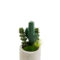 Cool Small Cactus Ideas For Home Decoration 07