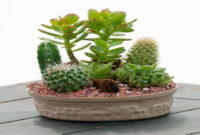 Cool Small Cactus Ideas For Home Decoration 09