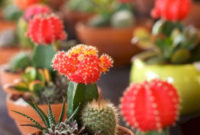 Cool Small Cactus Ideas For Home Decoration 10