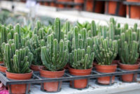 Cool Small Cactus Ideas For Home Decoration 11