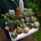 Cool Small Cactus Ideas For Home Decoration 13