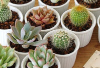 Cool Small Cactus Ideas For Home Decoration 14