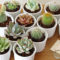 Cool Small Cactus Ideas For Home Decoration 14