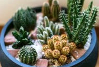 Cool Small Cactus Ideas For Home Decoration 15