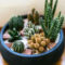 Cool Small Cactus Ideas For Home Decoration 15