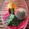 Cool Small Cactus Ideas For Home Decoration 16