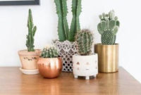 Cool Small Cactus Ideas For Home Decoration 21