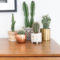 Cool Small Cactus Ideas For Home Decoration 21