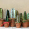 Cool Small Cactus Ideas For Home Decoration 24