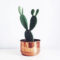 Cool Small Cactus Ideas For Home Decoration 27