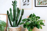 Cool Small Cactus Ideas For Home Decoration 29