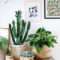 Cool Small Cactus Ideas For Home Decoration 29