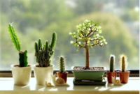 Cool Small Cactus Ideas For Home Decoration 33
