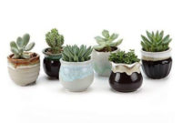 Cool Small Cactus Ideas For Home Decoration 34