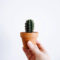 Cool Small Cactus Ideas For Home Decoration 37