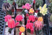 Cool Small Cactus Ideas For Home Decoration 41