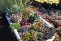 Best Ideas For Garden Succulent Landscaping 37