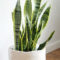 Modern Plant In Pot Ideas For Your House Decoration 14