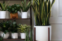 Modern Plant In Pot Ideas For Your House Decoration 33