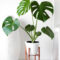 Modern Plant In Pot Ideas For Your House Decoration 46