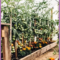 Extraordinary Vegetables Garden Ideas For Backyard 11