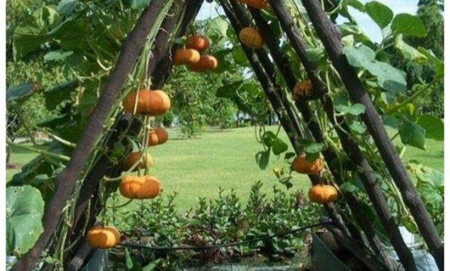 42 Extraordinary Vegetables Garden Ideas For Backyard