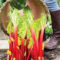 Extraordinary Vegetables Garden Ideas For Backyard 24