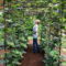 Extraordinary Vegetables Garden Ideas For Backyard 27